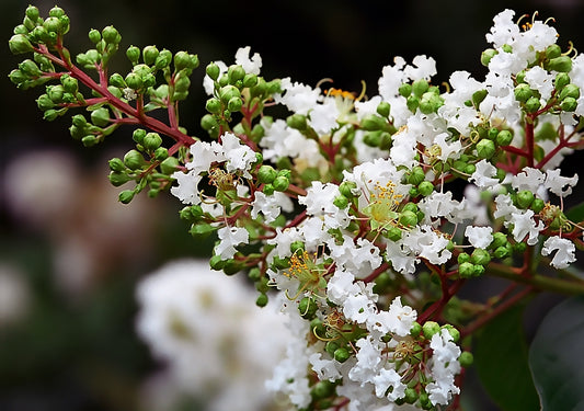 White Crepe Myrtle (تمر حنة بلدي) - Shatla Sky