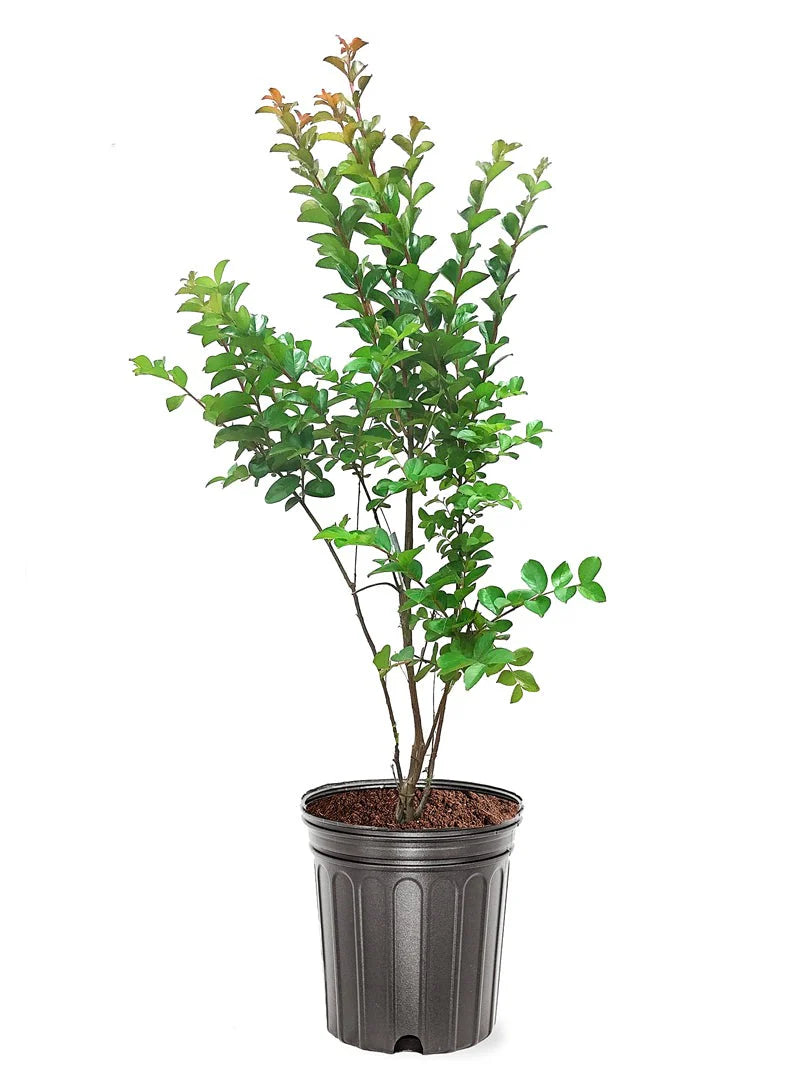 White Crepe Myrtle (تمر حنة بلدي) - Shatla Sky