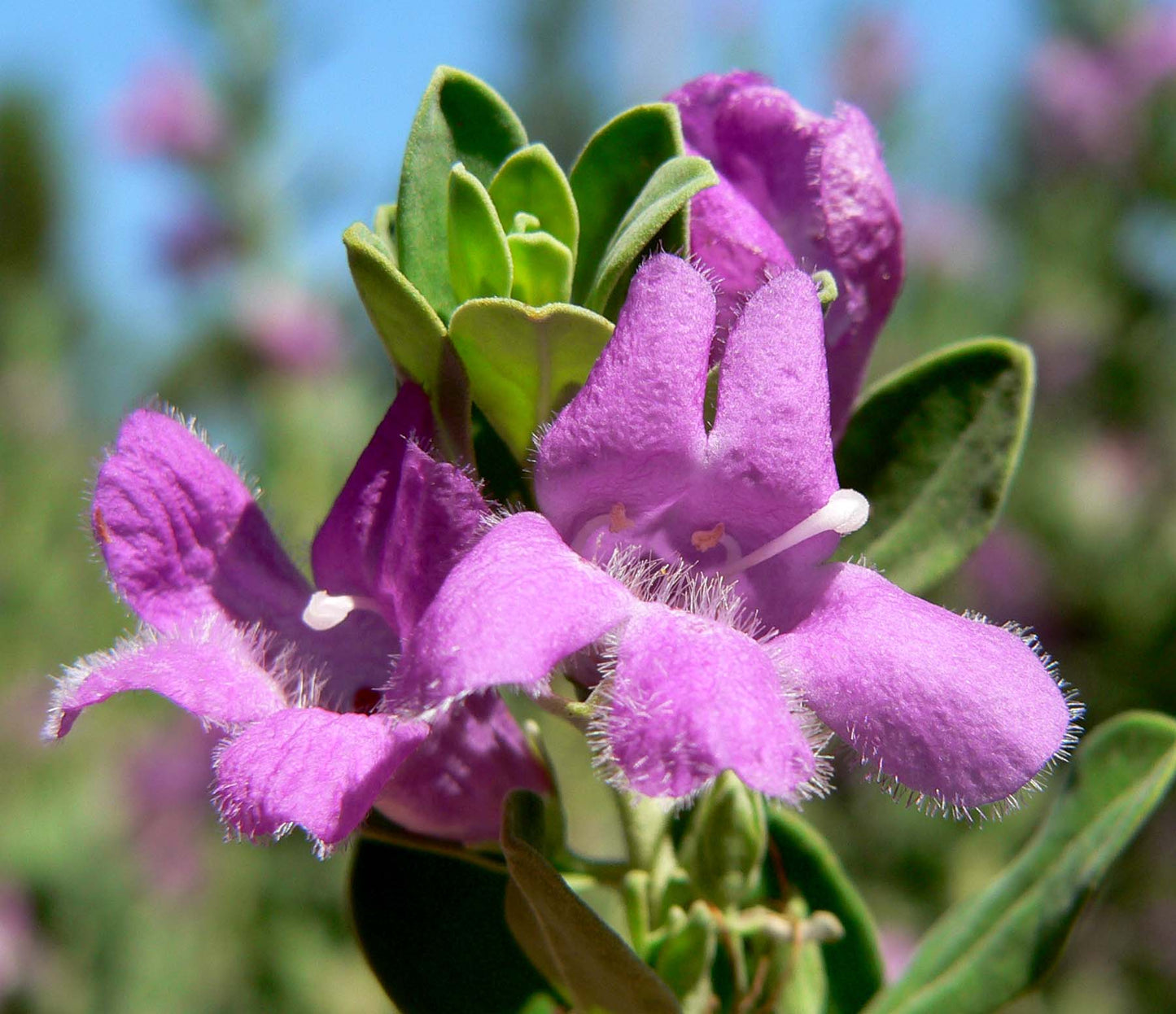 leucophyllum (ليكوفيليم) - Shatla Sky