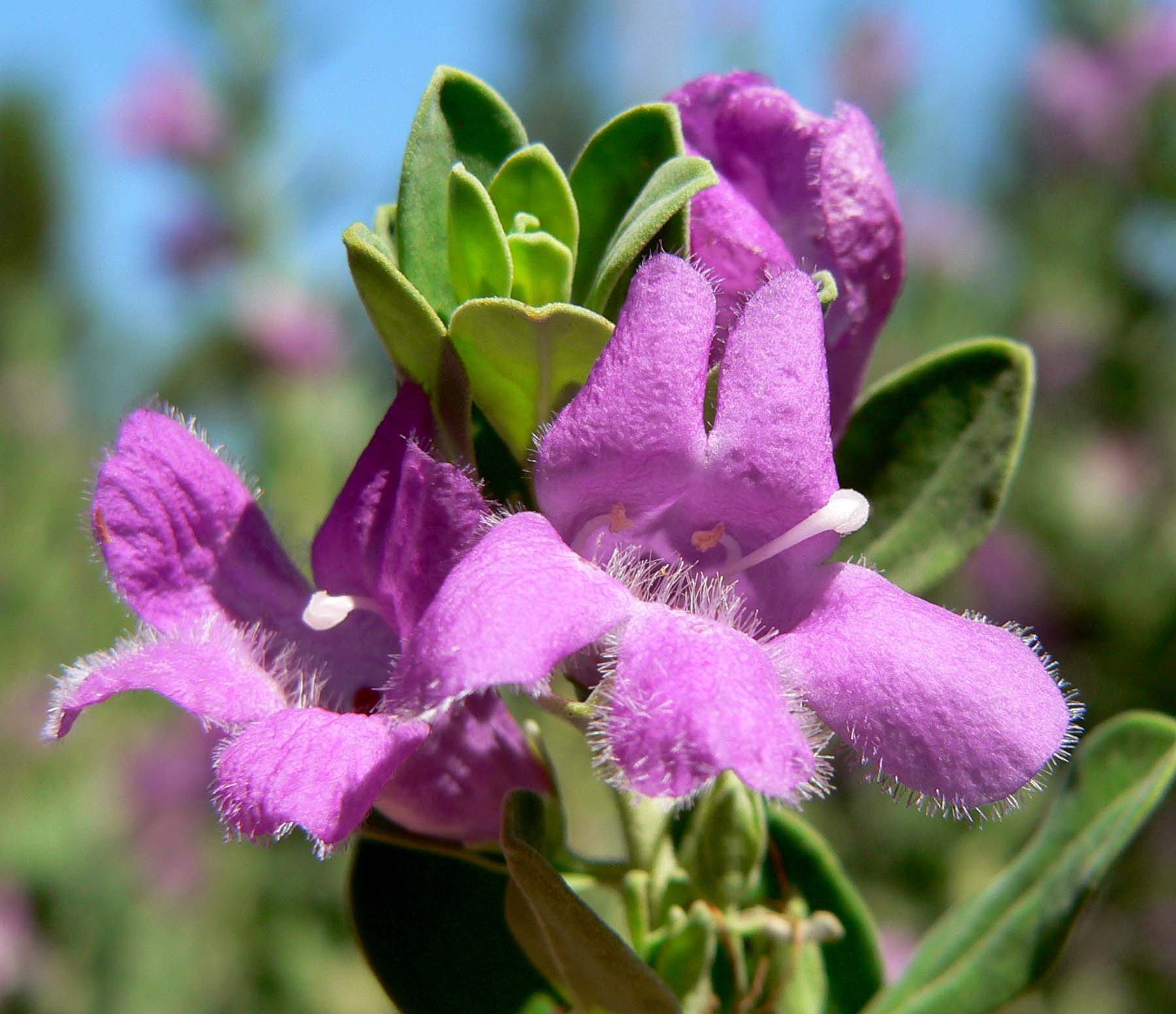 leucophyllum (ليكوفيليم) - Shatla Sky