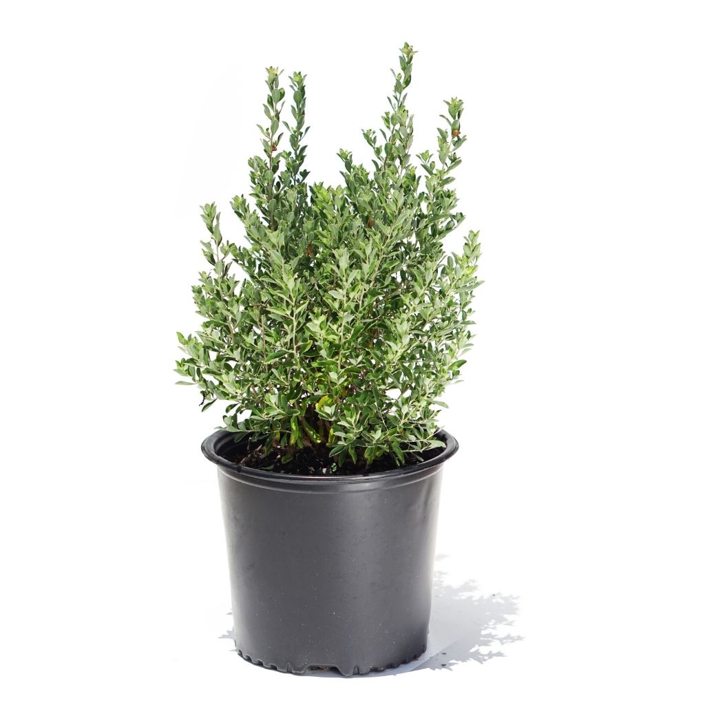 leucophyllum (ليكوفيليم) - Shatla Sky