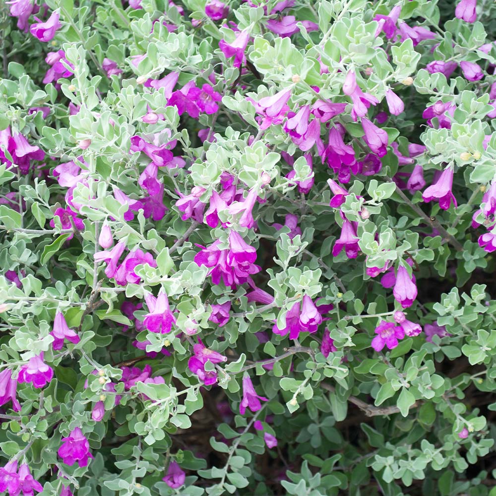 leucophyllum (ليكوفيليم) - Shatla Sky