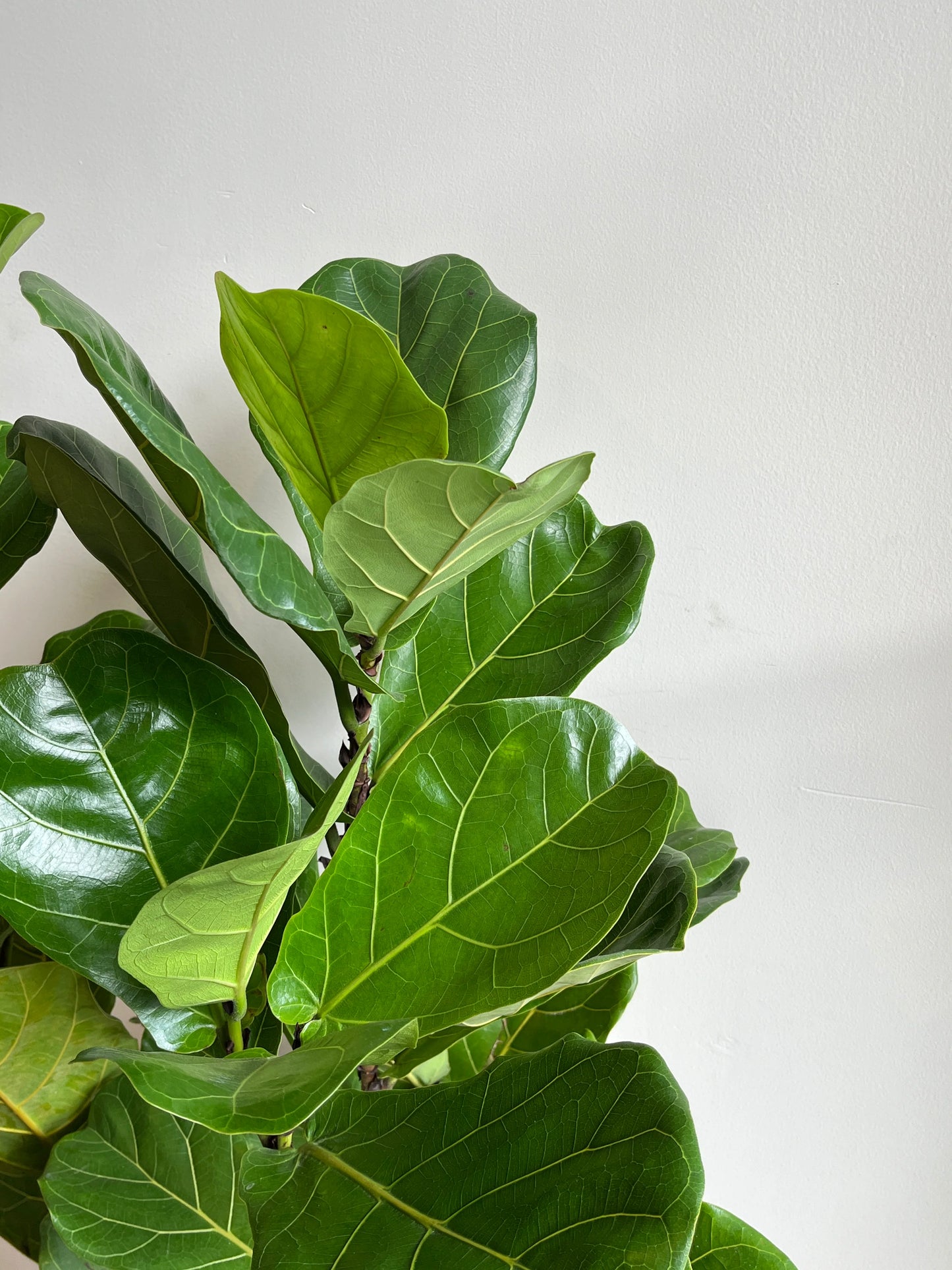 lyrata plant (فيكس ليراتا) - Shatla Sky