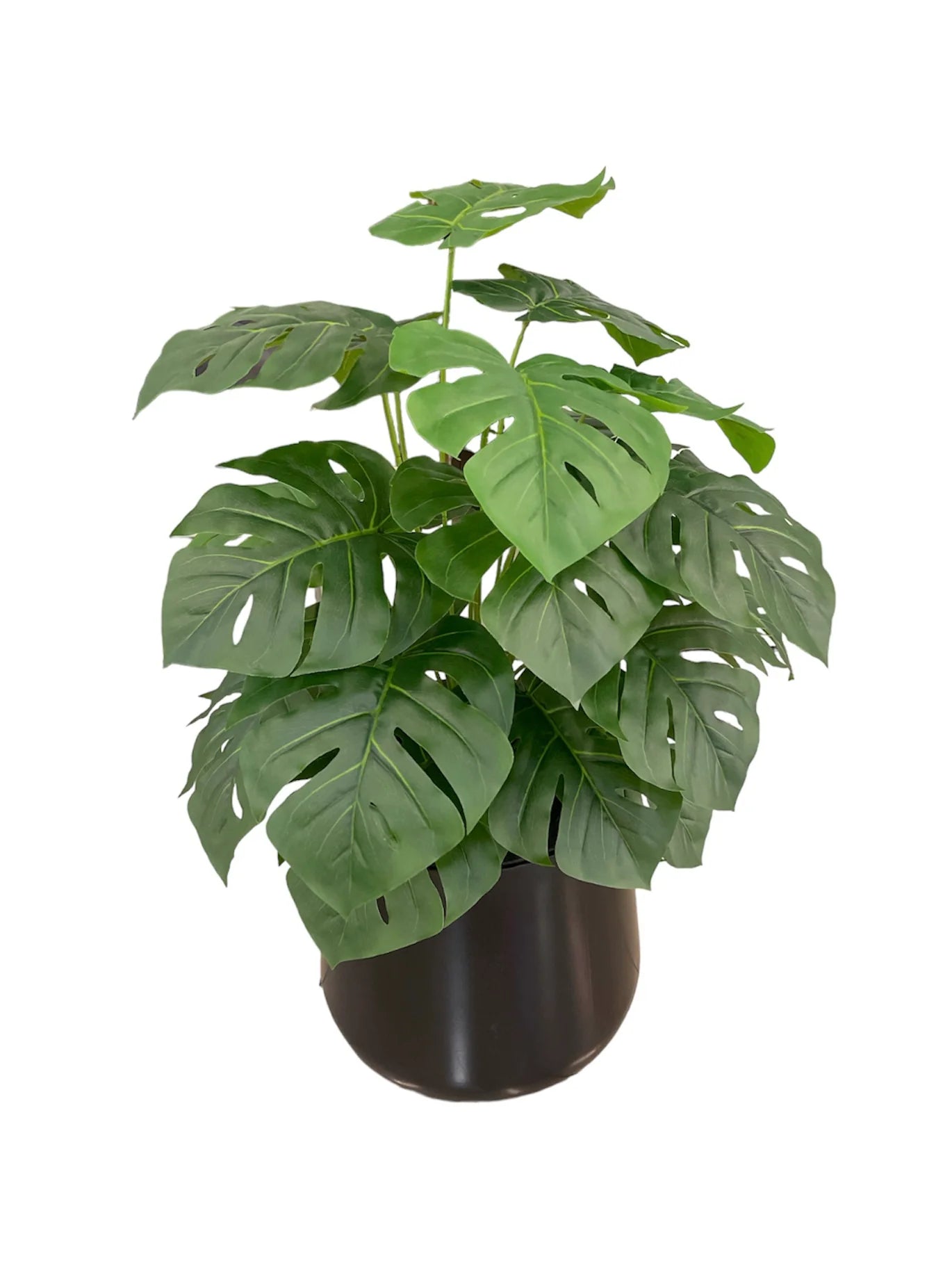 indoor plants egypt Monstera Plant Egypt | Tropical Indoor Plant