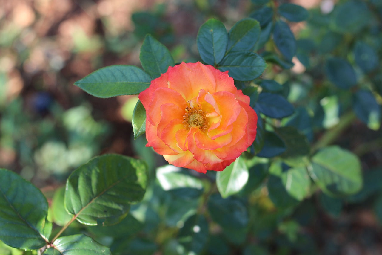 Polyantha Rose (بيبي روز)