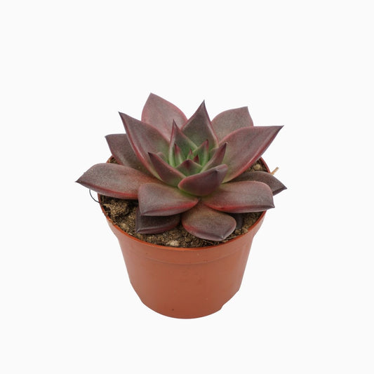 Echeveria 'Taurus' (صبار سيدم)