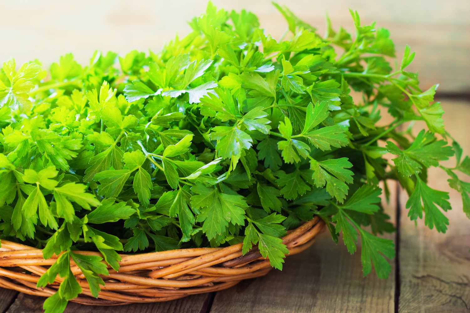 Parsley Seeds (بذور بقدونس) - Shatla Sky