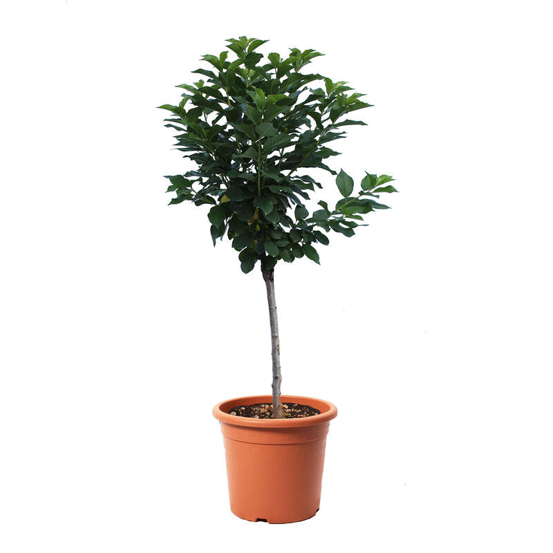 Mandarin Orange (شجرة ماندرين)