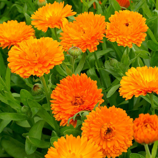 Pot Marigold (الأقحوان)