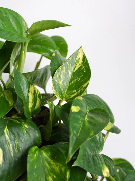 Potus (بوتس) - Shatla Sky