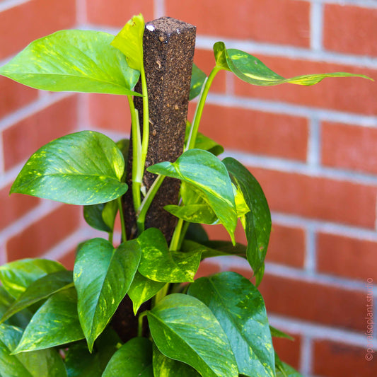 Pothos Stick (بوتس)