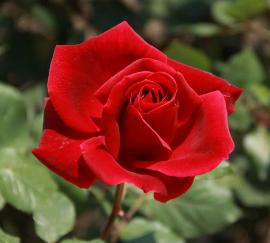 Damask rose (ورد جوري)