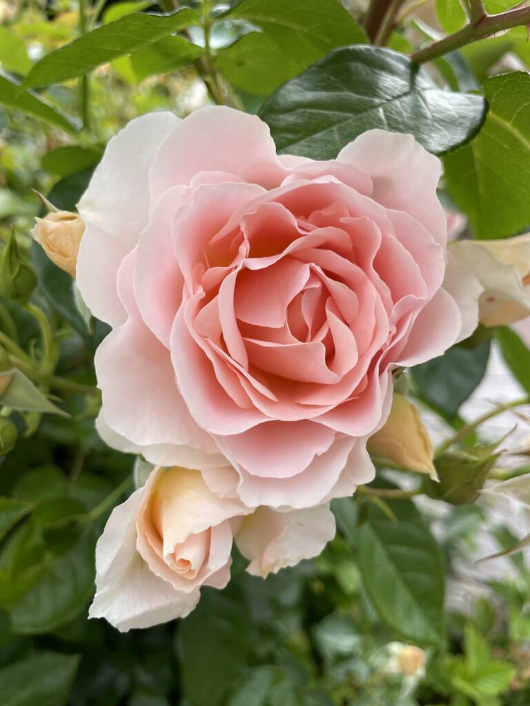 Polyantha Rose (بيبي روز)