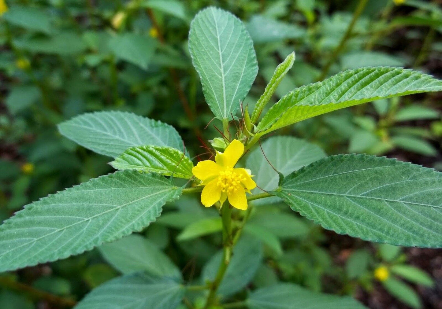 Corchorus olitorius Seeds (بذور ملوخية)
