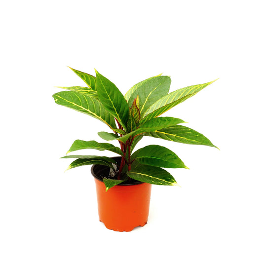 Sanchezia (سنكيزيا)