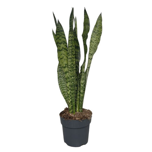 sansevieria plant (سانسيفيريا)