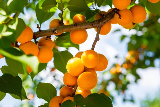Apricot Tree شجرة مشمش