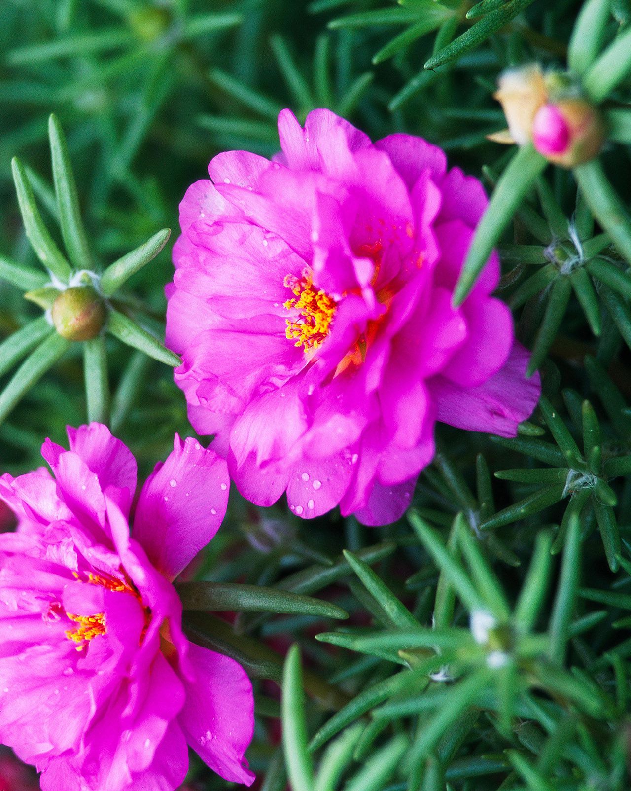 Moss-rose purslane (رجلة الزهور)