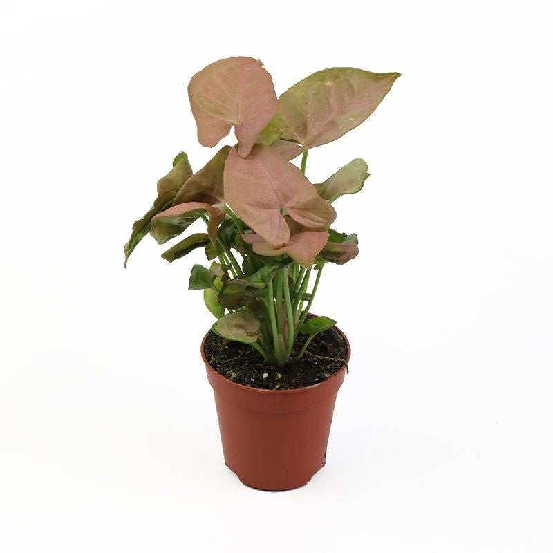 Syngonium (سنجونيوم)