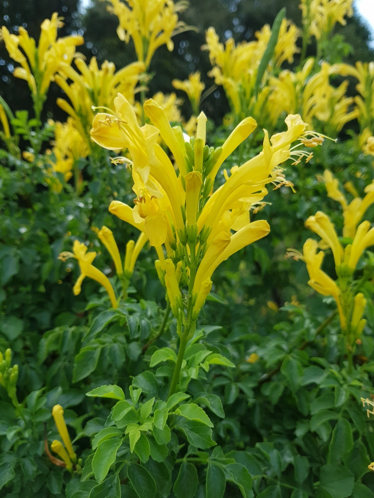Tecomaria (تيكوماريا) - Shatla Sky