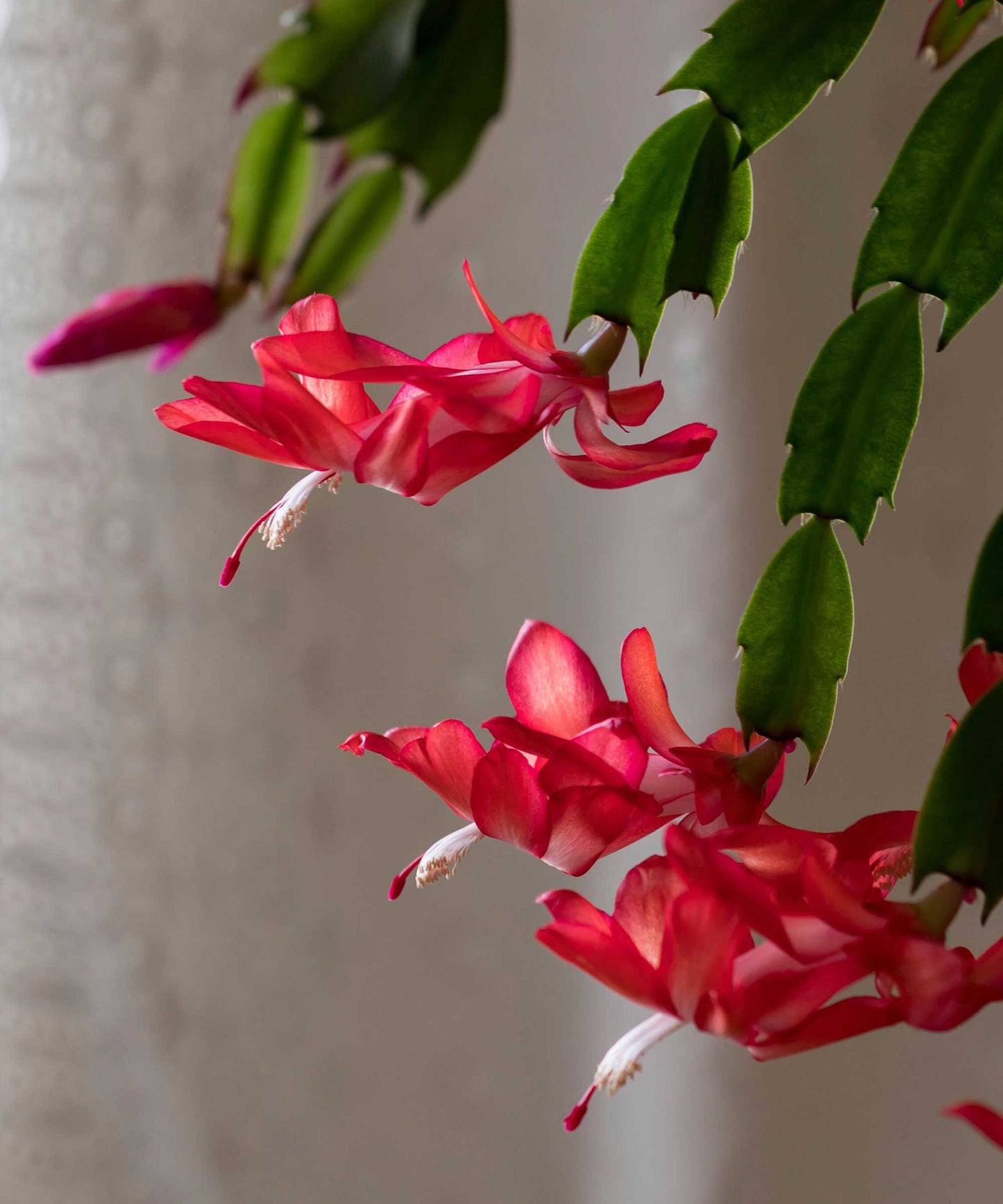 Christmas Cactus (صبار عيدالميلاد)