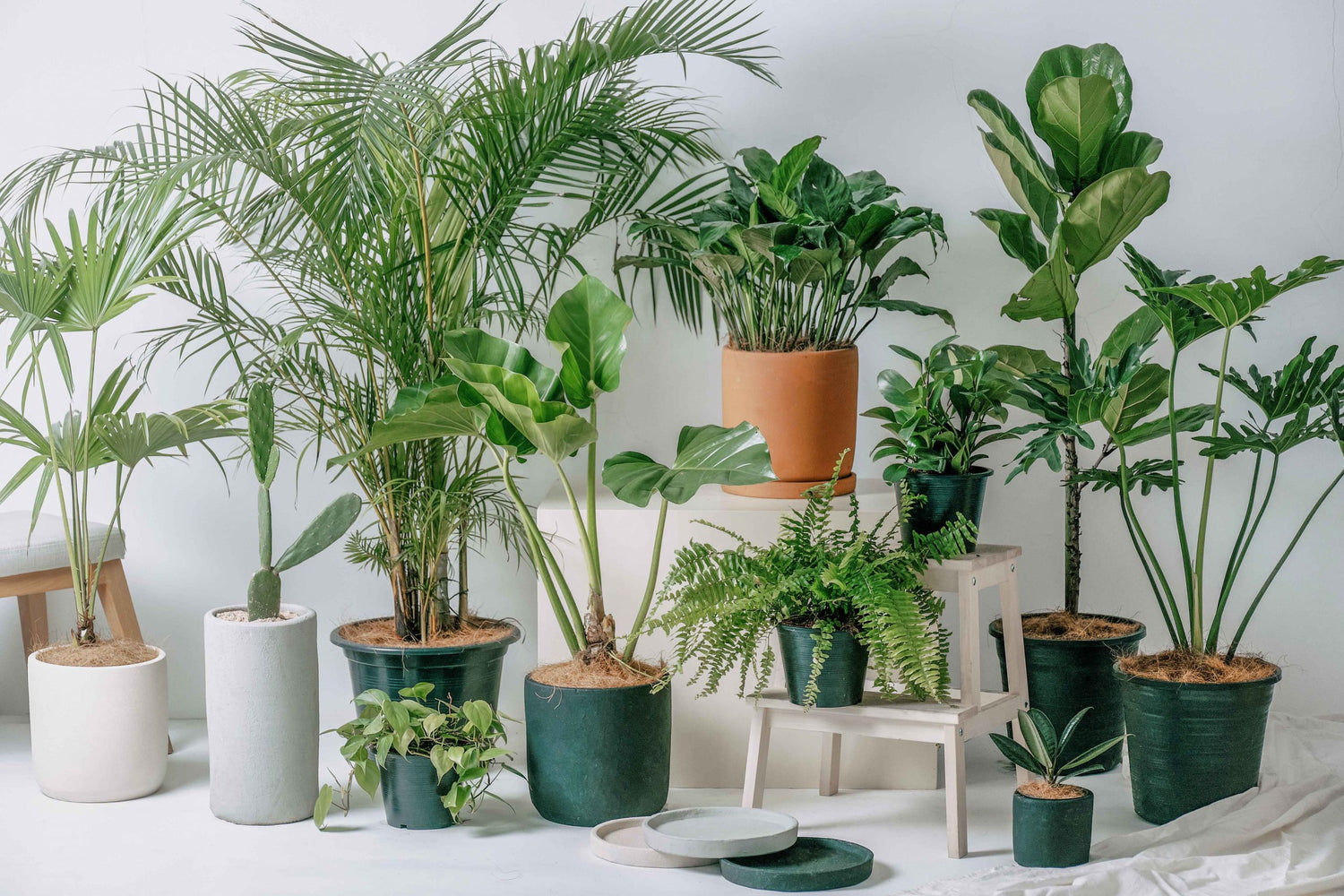 Indoor Plants