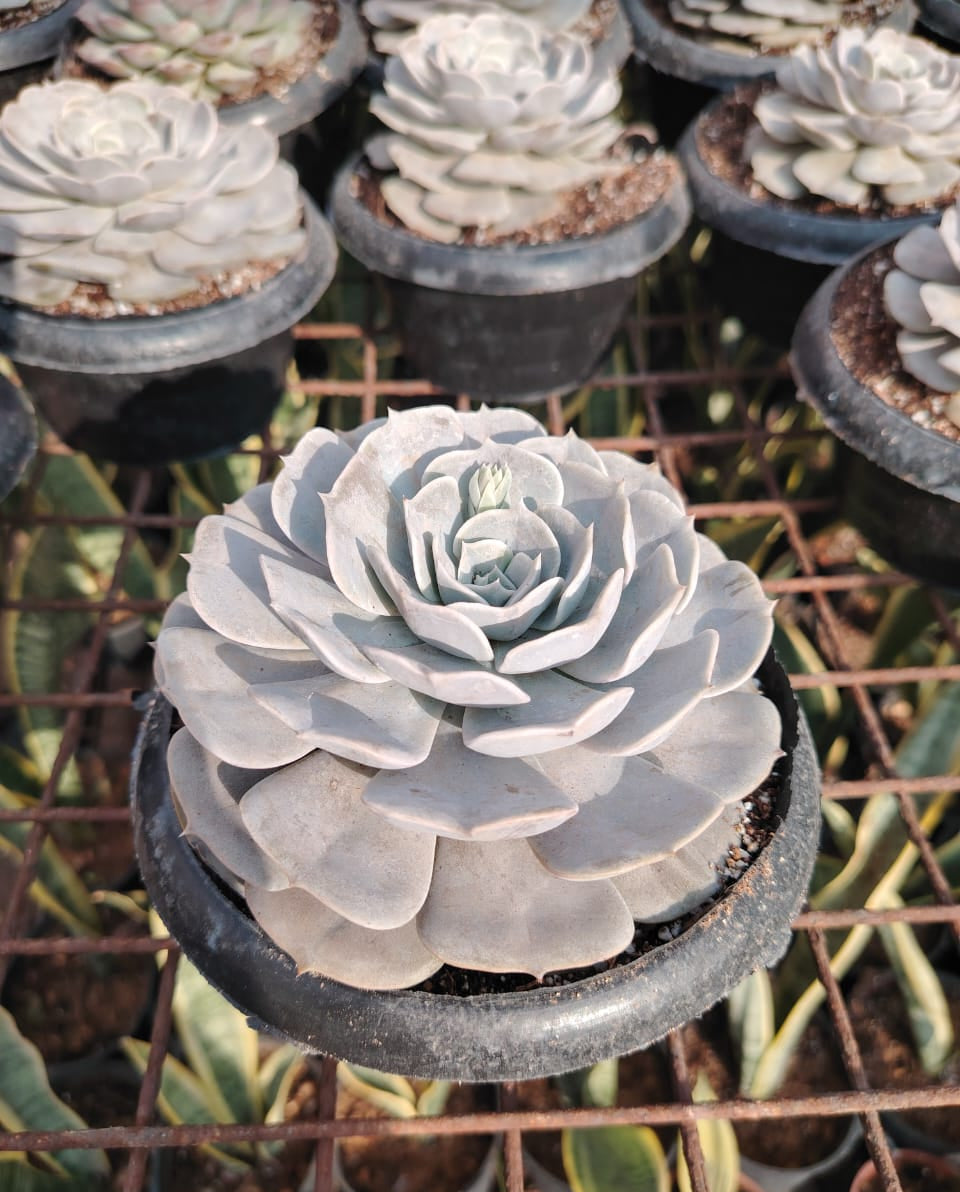 Echeveria (صبار ايشفيريا)