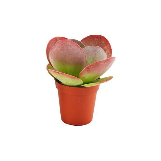 Kalanchoe thyrsiflora (صبار خد الجميل)