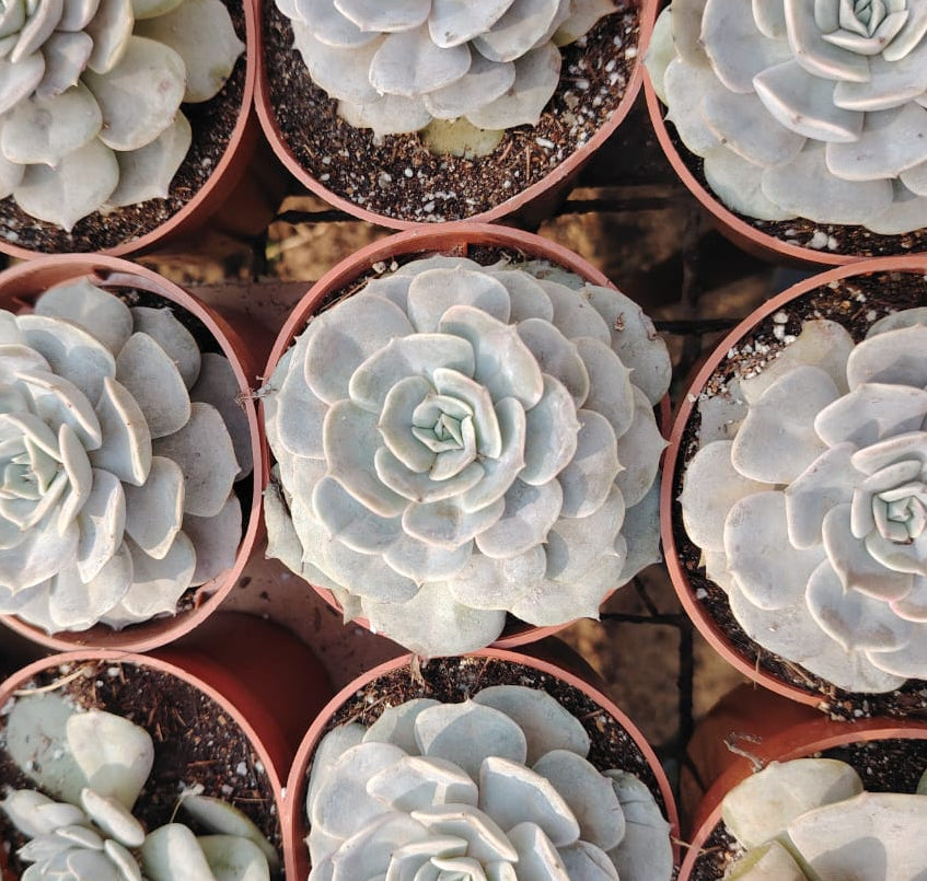 Echeveria (صبار ايشفيريا)