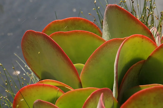 Kalanchoe thyrsiflora (صبار خد الجميل)