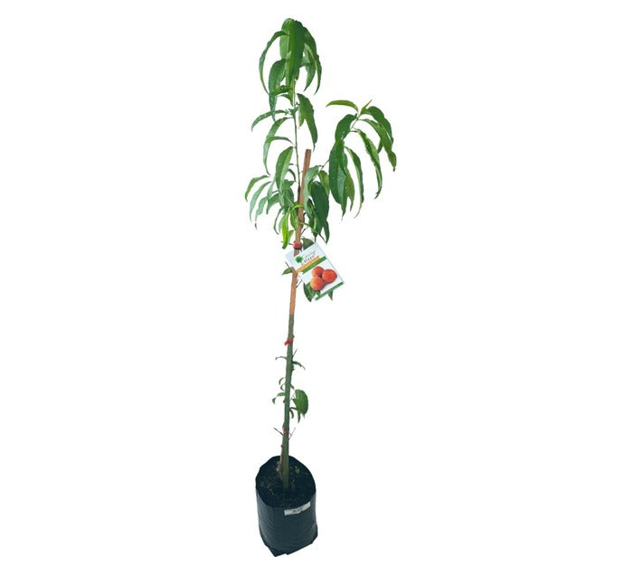 Peach Tree (خوخ)
