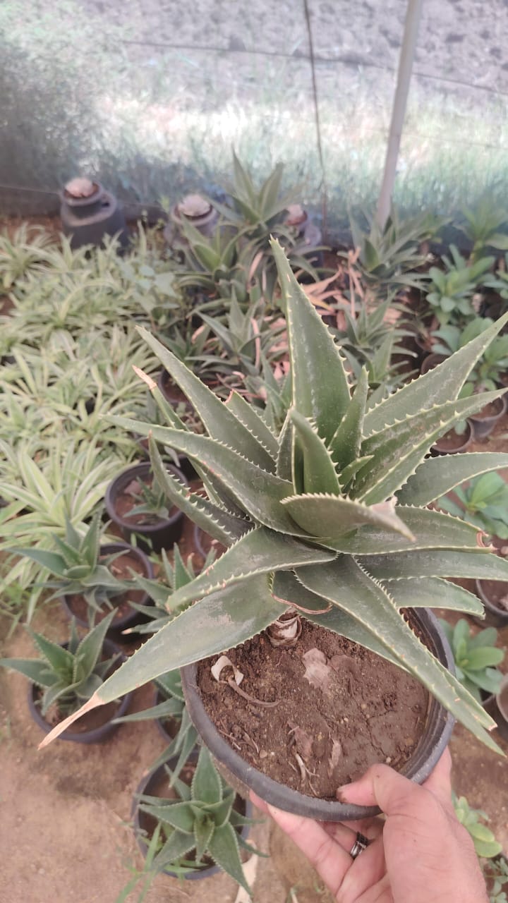 Aloe × delaetii الصبار الهجين