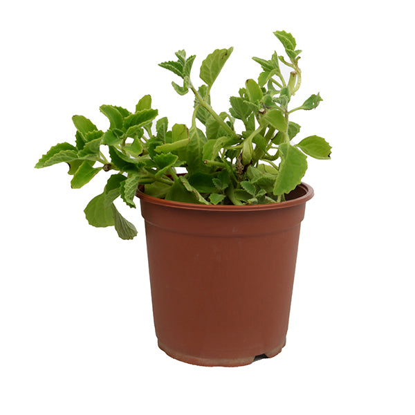Cuban Oregano (زعتر جبلي)