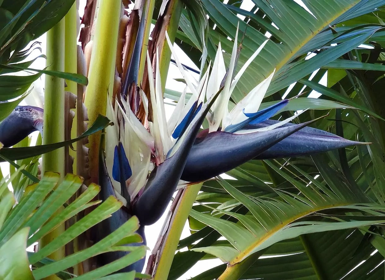 Strelitzia Augusta (عصفور أوجاستا)