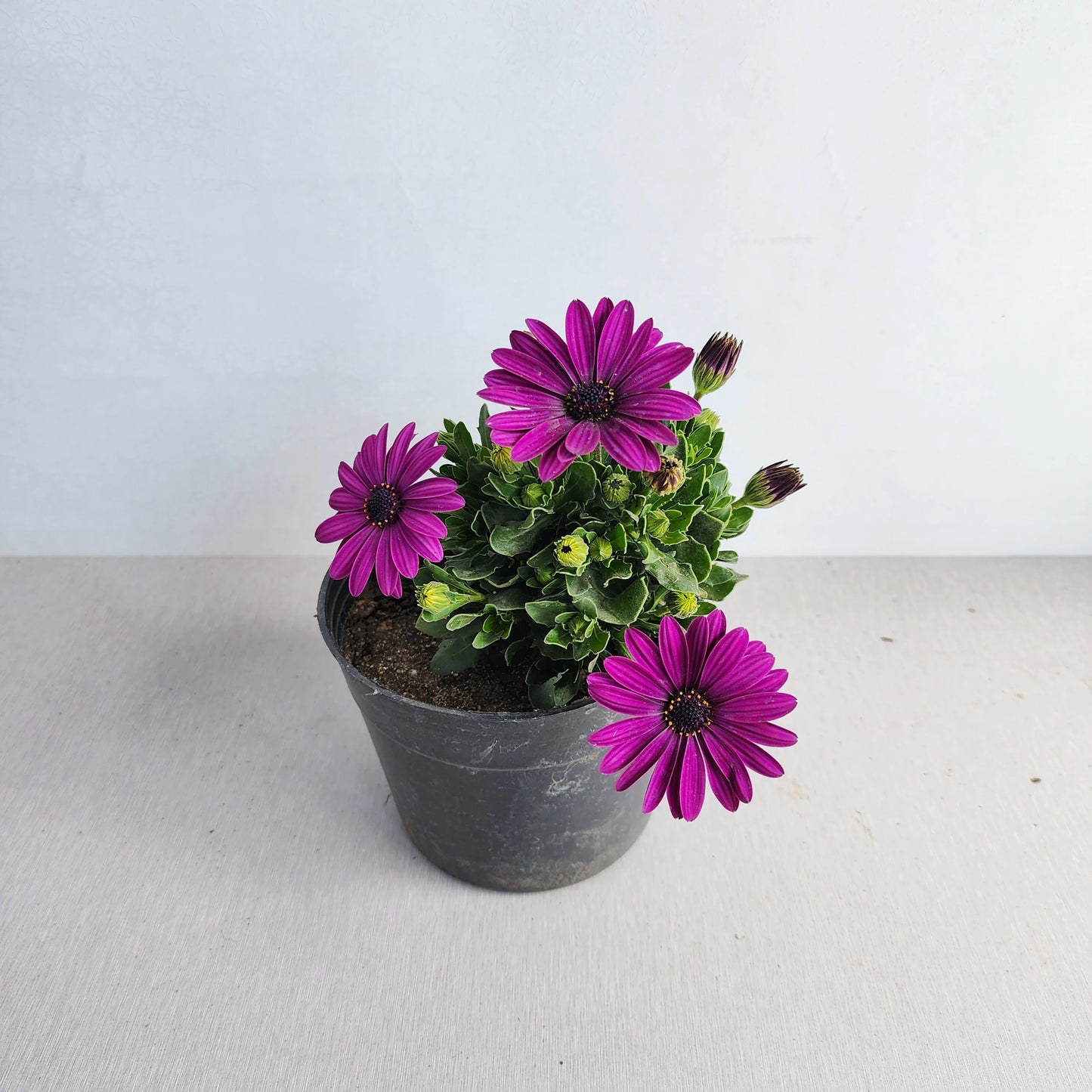 Dimorphotheca (ديمورفوتيكا)