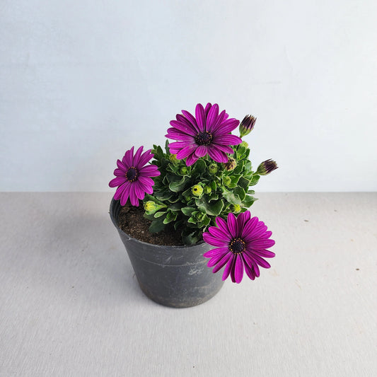 Dimorphotheca (ديمورفوتيكا)