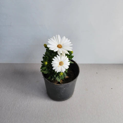 Dimorphotheca (ديمورفوتيكا)