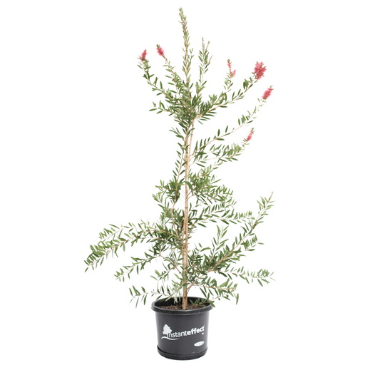 Callistemon viminalis (فرشة الزجاج)