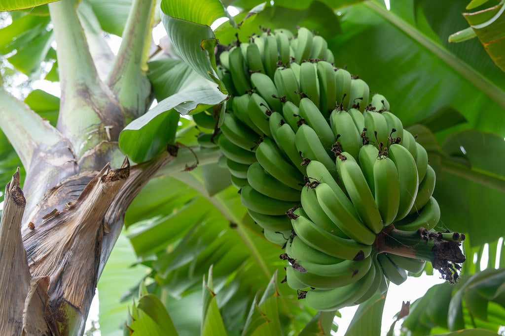 Banana Tree (شجرة موز)