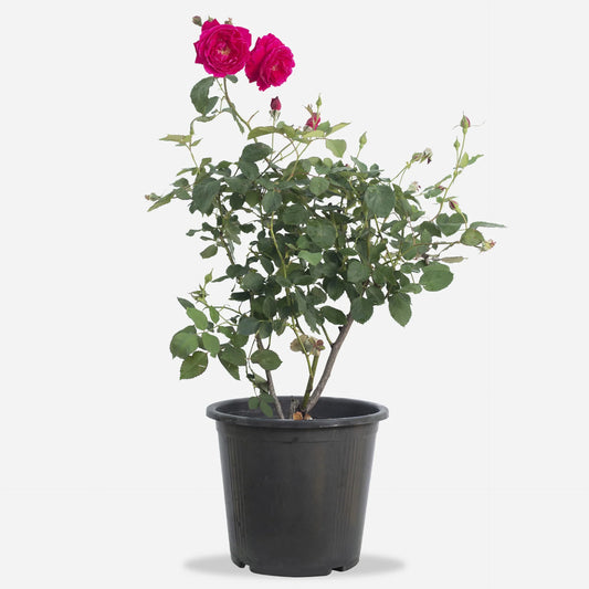 Damask rose (ورد جوري)