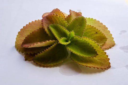 Cuban Oregano (زعتر جبلي)