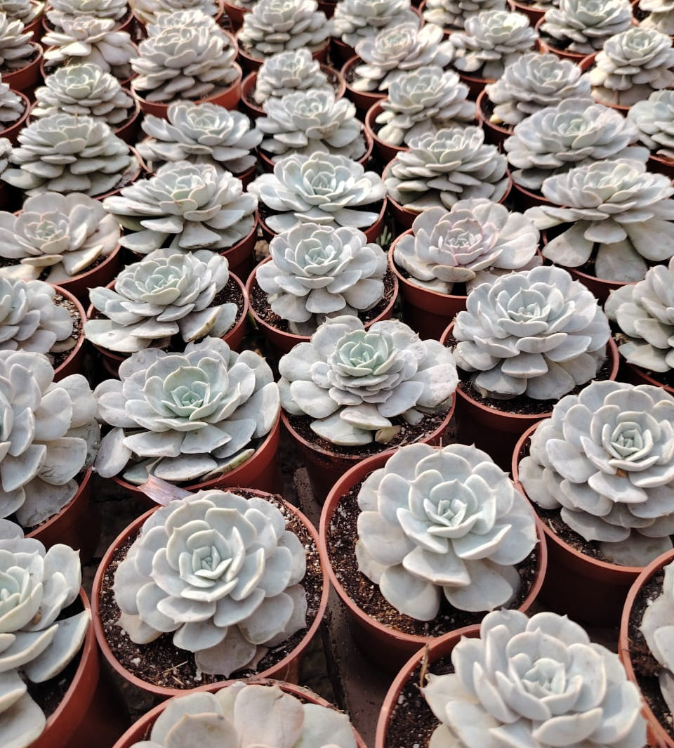 Echeveria (صبار ايشفيريا)