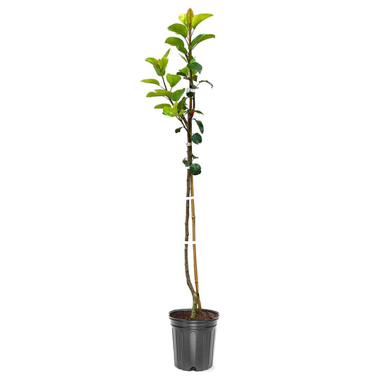 Apricot Tree شجرة مشمش