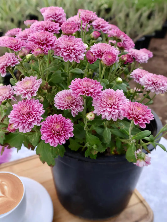 Chrysanthemum (أراولا)
