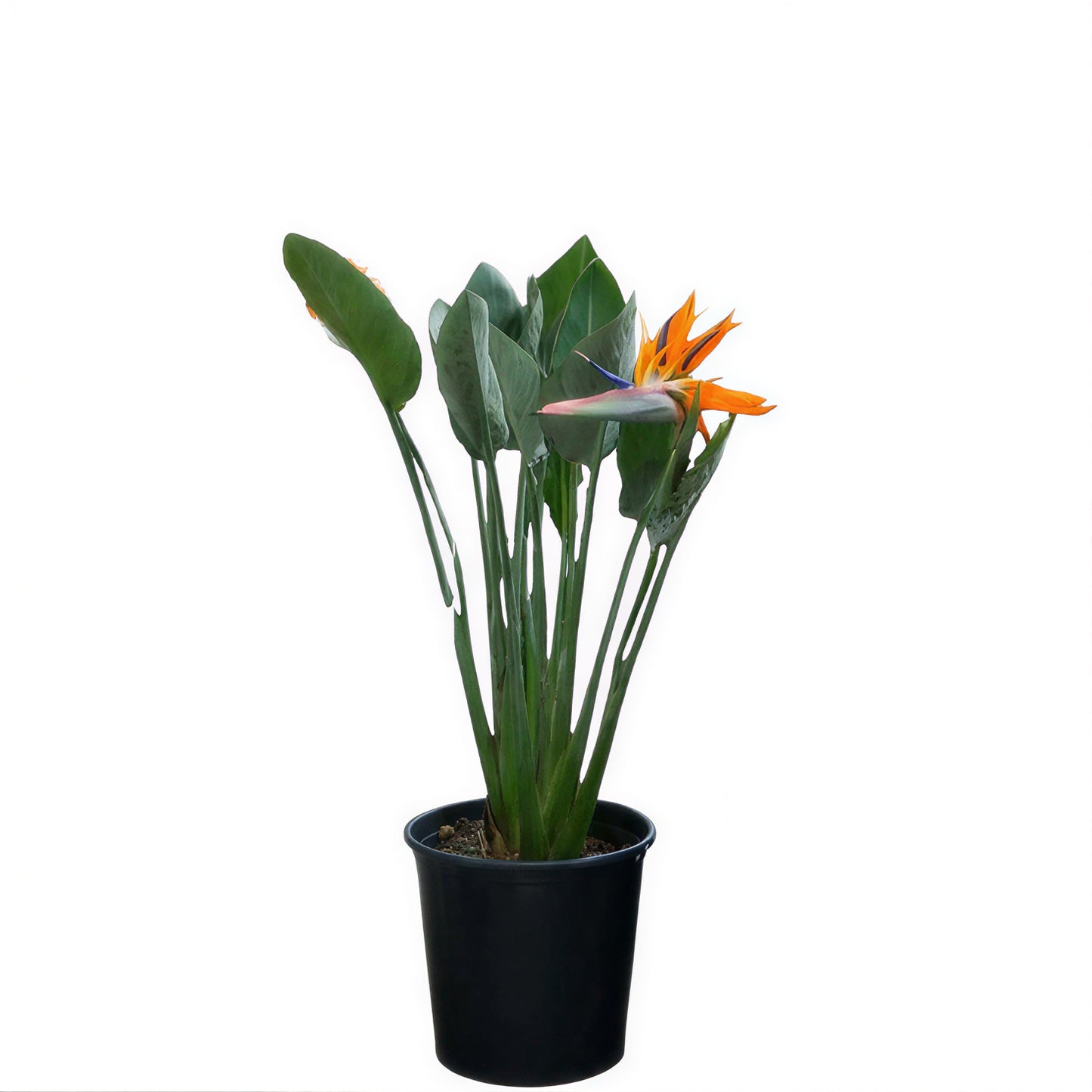Bird of Paradise Dwarfed (عصفور الجنة مقزم)