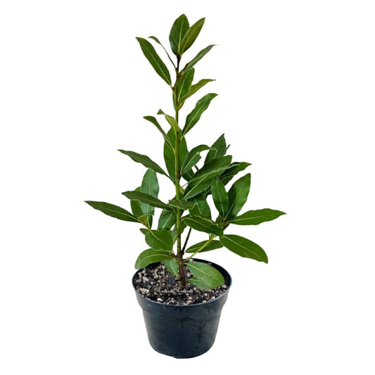 Laura leaf bay (ورق لورا)