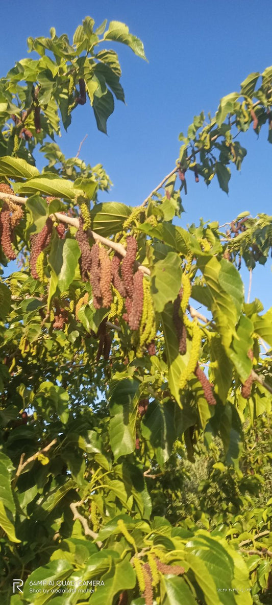 Morus alba (توت عماني)