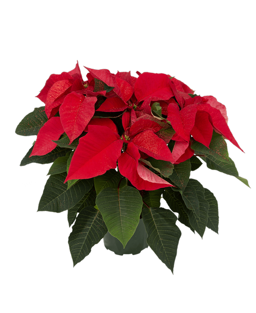 Poinsettia (بنت القنصل)