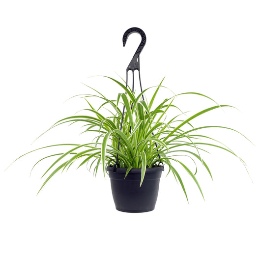 Spider Plant (الفلانجيوم - العنكبوت)