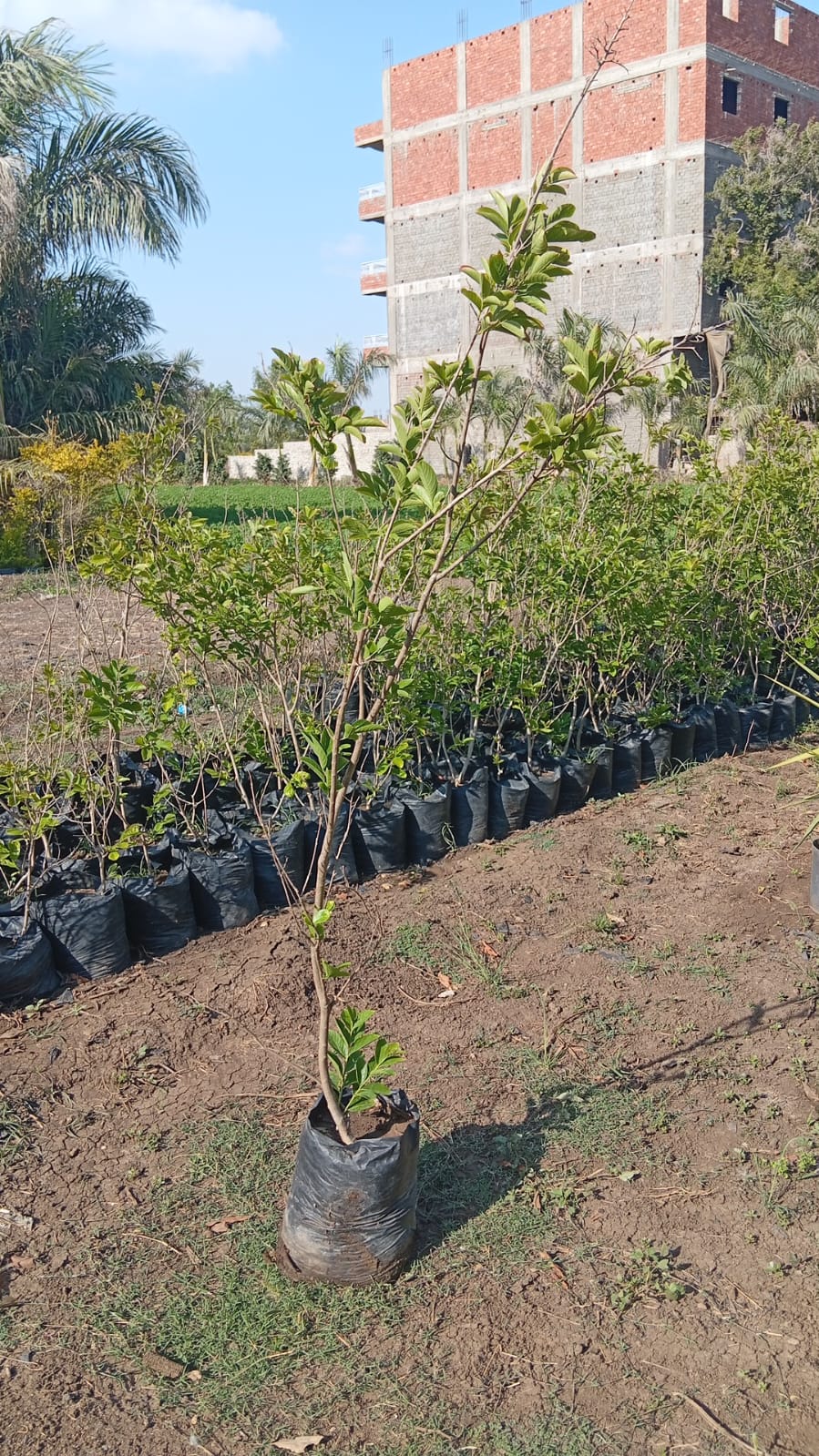 Crepe-myrtle Tree ( تمر حنة أفرنجي)